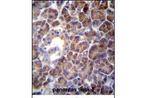 PTDSS2 Antibody (N-term) (ABIN656975 and ABIN2846159) immunohistochemistry analysis in formalin fixed and paraffin embedded human pancreas tissue followed by peroxidase conjugation of the secondary antibody and DAB staining. (PTDSS2 anticorps  (N-Term))
