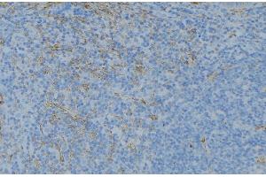 ABIN6276652 at 1/100 staining Human lymph node tissue by IHC-P. (GSTT1 anticorps  (N-Term))