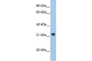 Western Blotting (WB) image for anti-Carbohydrate (Chondroitin 4) Sulfotransferase 13 (CHST13) antibody (ABIN2459260) (CHST13 anticorps)