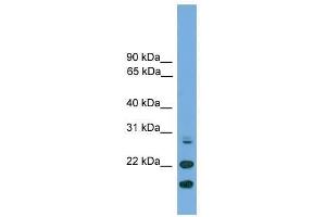 ASF1A antibody used at 0. (ASF1A anticorps  (N-Term))