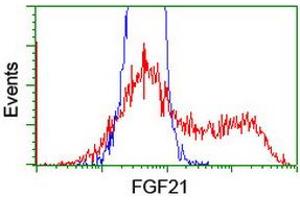 HEK293T cells transfected with either RC204538 overexpress plasmid (Red) or empty vector control plasmid (Blue) were immunostained by anti-FGF21 antibody (ABIN2454475), and then analyzed by flow cytometry.