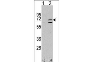 Western blot analysis of ERK8 (arrow) using rabbit polyclonal ERK8 Antibody (N-term) (ABIN391796 and ABIN2841651).