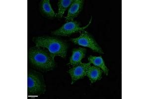 Immunofluorescent analysis of A549 cells using ABIN7160874 at dilution of 1:100 and Alexa Fluor 488-congugated AffiniPure Goat Anti-Rabbit IgG(H+L) (NQO1 anticorps  (AA 55-155))