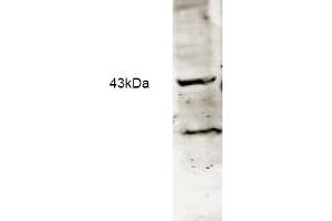 Western blot analysis using Affinity Purified anti-Neu2 antibody to detect Neu-2 present in a lysate expressing human Neu2 (1. (NEU2 anticorps  (AA 110-124))
