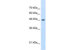 Western Blotting (WB) image for anti-SWI/SNF Related, Matrix Associated, Actin Dependent Regulator of Chromatin, Subfamily E, Member 1 (SMARCE1) antibody (ABIN2461676)