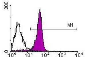 Image no. 1 for anti-CD2 (CD2) antibody (PE) (ABIN135084)