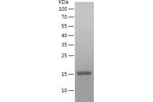 Western Blotting (WB) image for Mitochondrial Import Receptor Subunit TOM20 homolog (TOMM20) (AA 23-145) protein (His tag) (ABIN7123977)