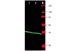 Image no. 1 for anti-Proliferating Cell Nuclear Antigen (PCNA) (Internal Region) antibody (ABIN401372) (PCNA anticorps  (Internal Region))