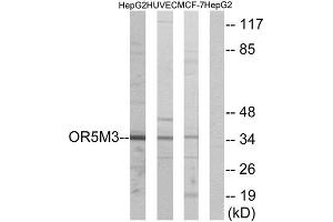 Western Blotting (WB) image for anti-Olfactory Receptor, Family 5, Subfamily M, Member 3 (OR5M3) (Internal Region) antibody (ABIN1853272) (OR5M3 anticorps  (Internal Region))