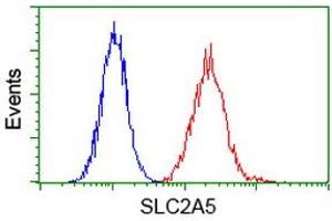 Image no. 2 for anti-Solute Carrier Family 2 (Facilitated Glucose/fructose Transporter), Member 5 (SLC2A5) antibody (ABIN1498473) (SLC2A5 anticorps)