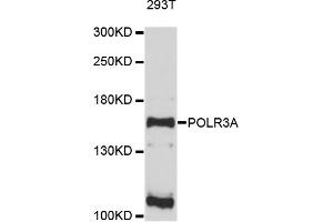 Western blot analysis of extracts of 293T cells, using POLR3A antibody (ABIN4904816) at 1:1000 dilution. (POLR3A anticorps)