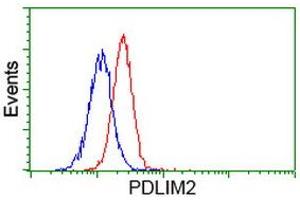 Image no. 5 for anti-PDZ and LIM Domain 2 (PDLIM2) antibody (ABIN1500125) (PDLIM2 anticorps)