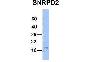Host:  Rabbit  Target Name:  SNRPD2  Sample Type:  Human Hela  Antibody Dilution:  1. (SNRPD2 anticorps  (Middle Region))