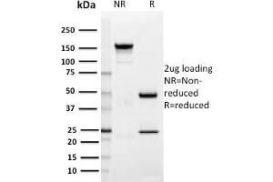SDS-PAGE Analysis Purified SIGLEC1 / CD169 Mouse Monoclonal Antibody (HSn 7D2). (Sialoadhesin/CD169 anticorps  (N-Term))