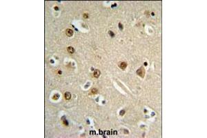 GABRA4 Antibody IHC analysis in formalin fixed and paraffin embedded brain tissue followed by peroxidase conjugation of the secondary antibody and DAB staining.