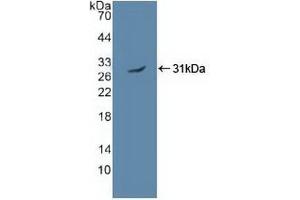 Detection of Recombinant PRKAa2, Human using Polyclonal Antibody to Protein Kinase, AMP Activated Alpha 2 (PRKAa2) (AMP Activated Protein Kinase Alpha2 (AA 252-493) anticorps)