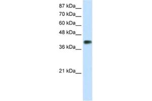Western Blotting (WB) image for anti-Distal-Less Homeobox 3 (DLX3) antibody (ABIN2461745) (DLX3 anticorps)