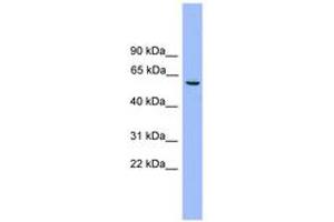 NAP1L2 抗体  (AA 251-300)