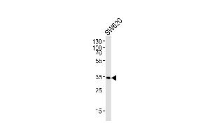 Western blot analysis of lysate from S cell line, using C1QBP Antibody (N-term) (ABIN6242213 and ABIN6577505). (C1QBP anticorps  (N-Term))