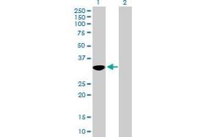 Western Blot analysis of OVOL1 expression in transfected 293T cell line by OVOL1 MaxPab polyclonal antibody. (OVOL1 anticorps  (AA 1-267))