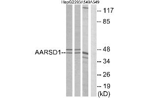Western blot analysis of extracts from HepG2 cells, 293 cells and A549 cells, using AARSD1 antibody. (AARSD1 anticorps)