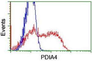 HEK293T cells transfected with either RC204041 overexpress plasmid (Red) or empty vector control plasmid (Blue) were immunostained by anti-PDIA4 antibody (ABIN2455272), and then analyzed by flow cytometry. (PDIA4 anticorps)