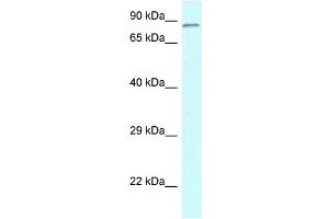 WB Suggested Anti-Cnot3 Antibody Titration: 1. (CNOT3 anticorps  (N-Term))