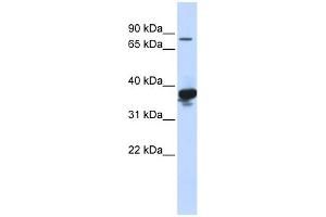 WB Suggested Anti-LONRF2 Antibody Titration:  0. (LONRF2 anticorps  (Middle Region))