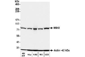 Western Blotting (WB) image for anti-Mismatch Repair Protein 2 (MSH2) (AA 625-675) antibody (ABIN7453978)