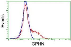 HEK293T cells transfected with either RC205986 overexpress plasmid (Red) or empty vector control plasmid (Blue) were immunostained by anti-GPHN antibody (ABIN2454074), and then analyzed by flow cytometry. (Gephyrin anticorps)