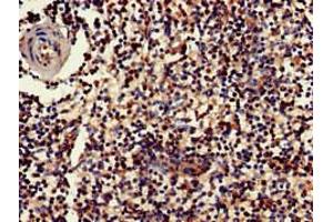 Immunohistochemistry of paraffin-embedded human spleen tissue using ABIN7154420 at dilution of 1:100