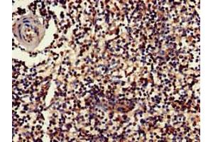 Immunohistochemistry of paraffin-embedded human spleen tissue using ABIN7154420 at dilution of 1:100 (GZMK anticorps  (AA 27-264))