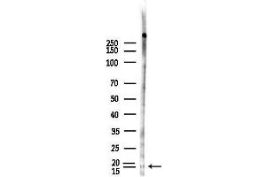 anti-Interleukin 1 Family, Member 10 (Theta) (IL1F10) (Internal Region) antibody