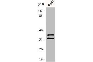 Western Blot analysis of 293 cells using AurB/C Polyclonal Antibody (AurB/C anticorps)