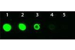Dot Blot of Mouse anti-AKT3 Monoclonal Antibody Fluorescein Conjugated.