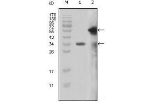 Western Blot showing MLL antibody used against truncated MLL recombinant protein (1) and truncated GFP-MLL (aa3714-3969) transfected Cos7 cell lysate (2). (MLL/KMT2A anticorps  (AA 3751-3968))