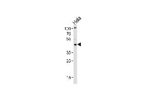 Western blot analysis of lysate from Hela cell line, using TRIP13 Antibody (C-term) (ABIN656567 and ABIN2845827).