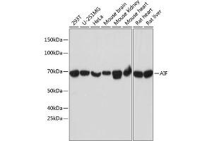 Western blot analysis of extracts of various cell lines, using AIF antibody (ABIN7265648) at 1:1000 dilution. (AIF anticorps)