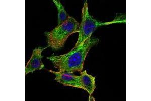 Immunofluorescence analysis of NIH/3T3 cells using CHUK antibody (green).