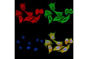 ABIN7095294 and ABIN7099351 staining HepG2 cells by IF/ICC. (CRYbA4 anticorps)