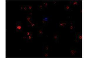 Immunofluorescence (IF) image for anti-CD19 Molecule (CD19) antibody (Alexa Fluor 647) (ABIN2657658) (CD19 anticorps  (Alexa Fluor 647))