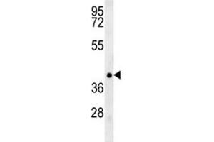 TRAF1 antibody western blot analysis in NCI-H460 lysate. (TRAF1 anticorps  (AA 55-83))