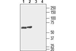 Western blot analysis of rat (lanes 1 and 3) and mouse (lanes 2 and 4) brain lysates: - 1,2. (GJC3 anticorps  (1st Extracellular Loop))
