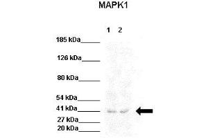 WB Suggested Anti-MAPK1 Antibody  Positive Control: Lane 1:441 µg HEK293 lysate Lane 2: 041 µg U205 lysate Primary Antibody Dilution: 1:0000Secondary Antibody: Goat anti-rabbit-HRP Secondry  Antibody Dilution: 1:0000Submitted by: Jose Luis Rosa, Universitat de Barcelona (ERK2 anticorps  (Middle Region))