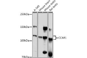 Western blot analysis of extracts of various cell lines, using CC antibody (ABIN6129224, ABIN6138030, ABIN6138032 and ABIN6217655) at 1:1000 dilution. (CCAR1 anticorps  (AA 1-200))