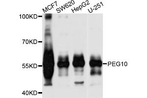 Western blot analysis of extracts of various cell lines, using PEG10 antibody (ABIN5971473) at 1/1000 dilution. (PEG10 anticorps)
