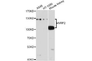 Western blot analysis of extracts of various cell lines, using NRP2 antibody (ABIN5971405) at 1/1000 dilution. (NRP2 anticorps)