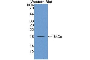 Western Blotting (WB) image for anti-Transthyretin (TTR) (AA 21-150) antibody (ABIN1863252) (TTR anticorps  (AA 21-150))