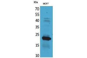 Western Blotting (WB) image for anti-Interleukin 28 (IL28) (C-Term) antibody (ABIN3181017)