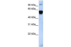 WB Suggested Anti-TRIM10 Antibody Titration:  0. (TRIM10 anticorps  (Middle Region))